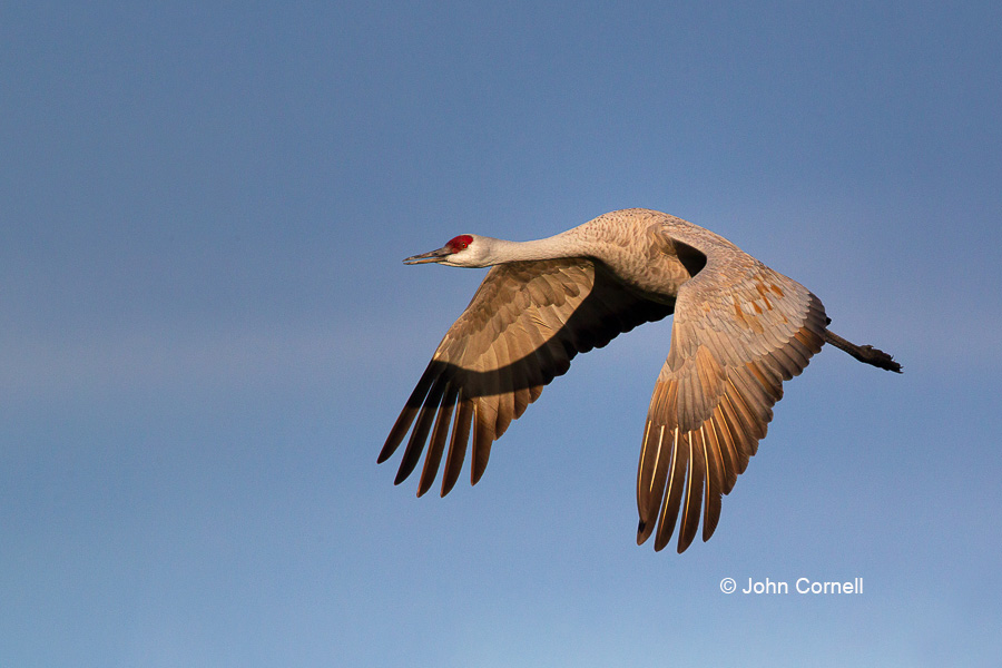 Crane;Flying Bird;Grus canadensis;Photography;Sandhill Crane;action;active;aloft;behavior;birds;color image;flight;fly;flying;in flight;motion;movement;one animal;soar;soaring;wing;winged;wings